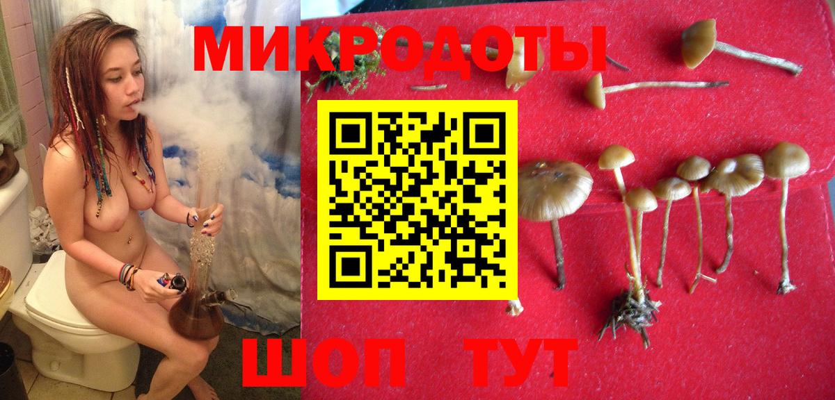 Псилоцибиновые грибы Cubensis Звенигород