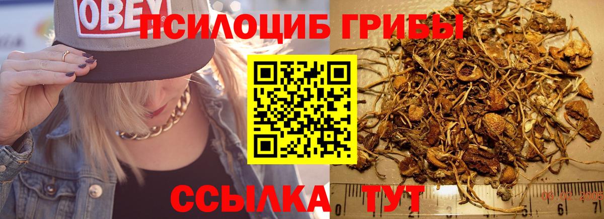 Псилоцибиновые грибы GOLDEN TEACHER  где продают наркотики  Звенигород  Вход с VPN 