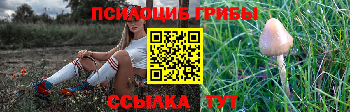 Галлюциногенные грибы Psilocybine cubensis Звенигород